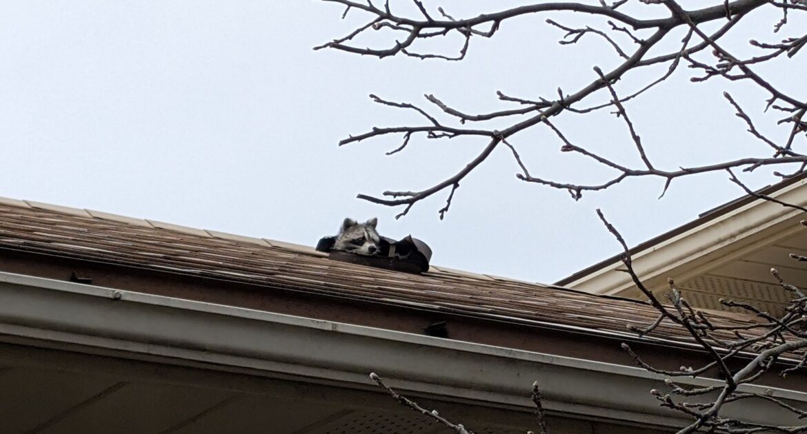 A raccoon peeking out from a damaged section of a brown shingled roof near a bare tree branch.