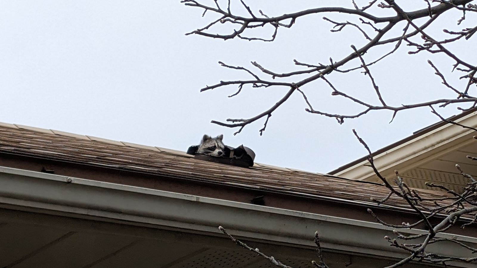 A raccoon peeking out from a damaged section of a brown shingled roof near a bare tree branch.