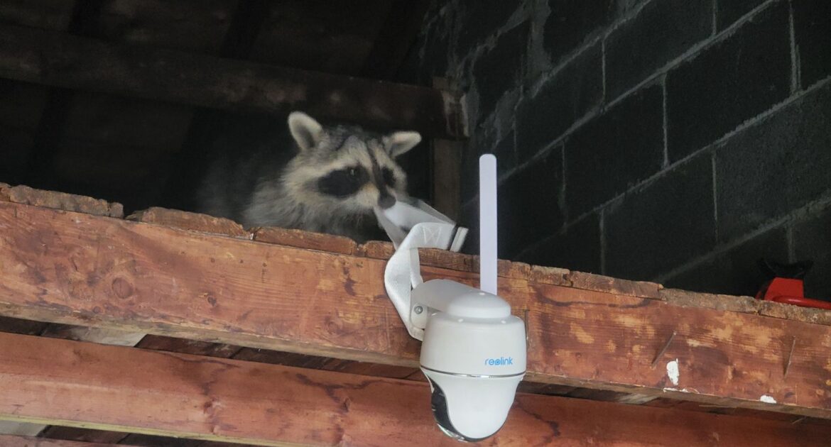 A raccoon peeking over a wooden beam in a garage loft, reaching out to touch a white Reolink security camera mounted to the wood.