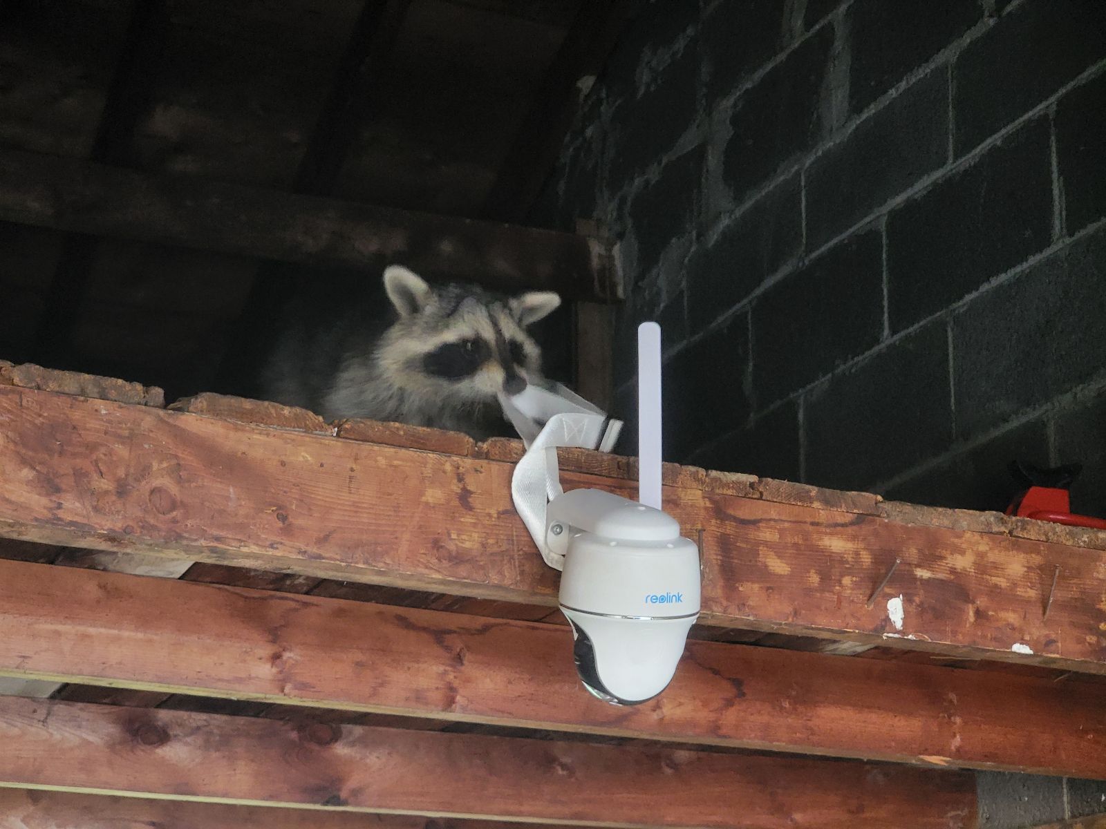 A raccoon peeking over a wooden beam in a garage loft, reaching out to touch a white Reolink security camera mounted to the wood.