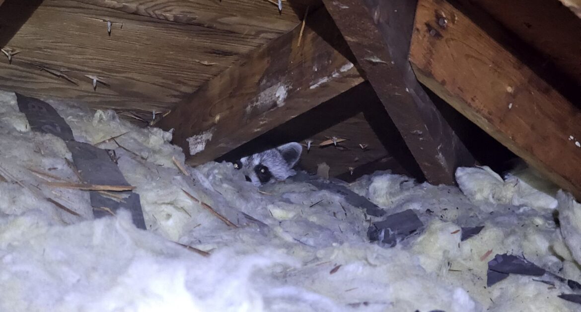 A mother raccoon peering out from behind a wooden roof rafter, partially submerged in white blown-in attic insulation during a wildlife inspection.