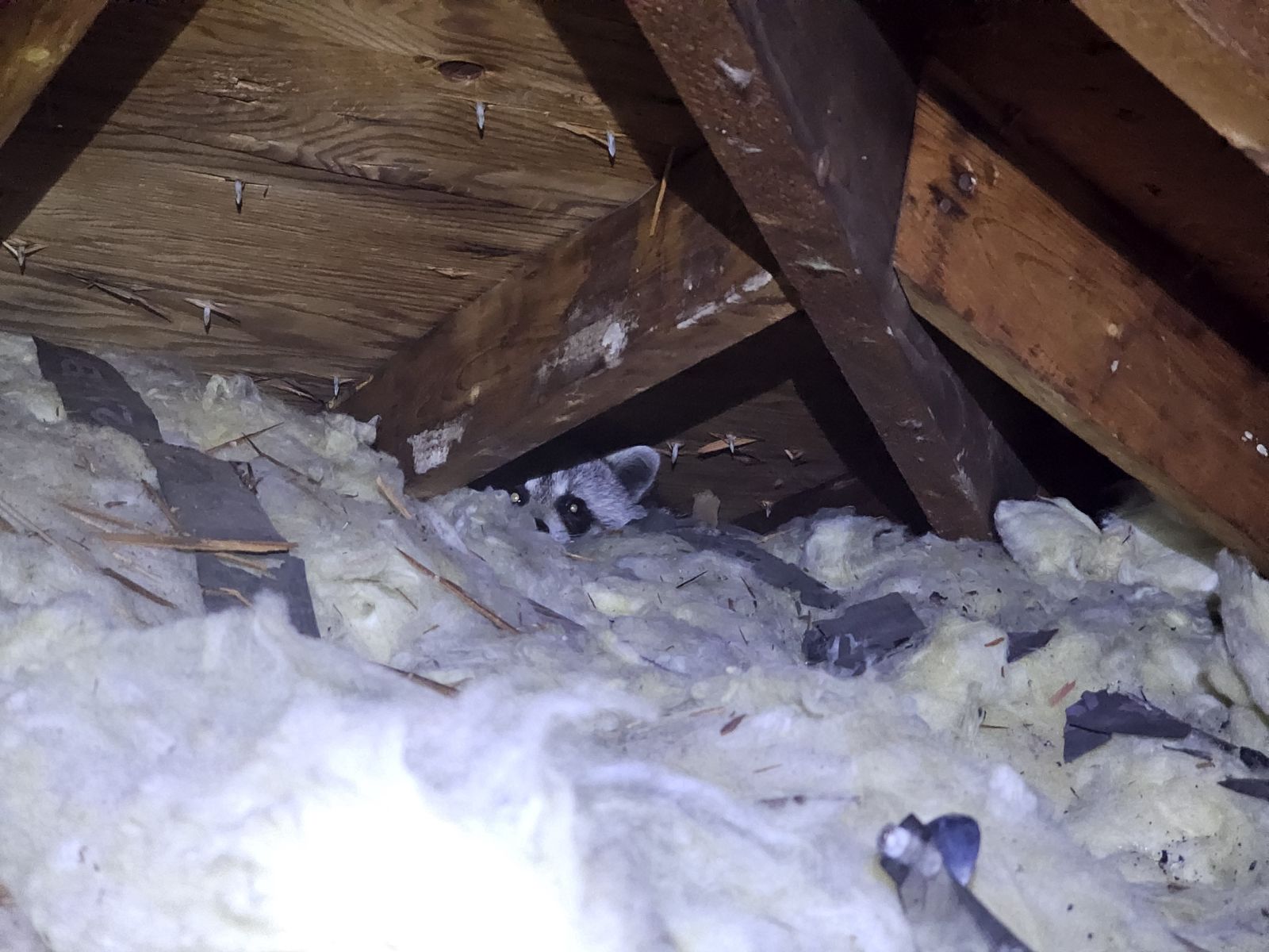 A mother raccoon peering out from behind a wooden roof rafter, partially submerged in white blown-in attic insulation during a wildlife inspection.