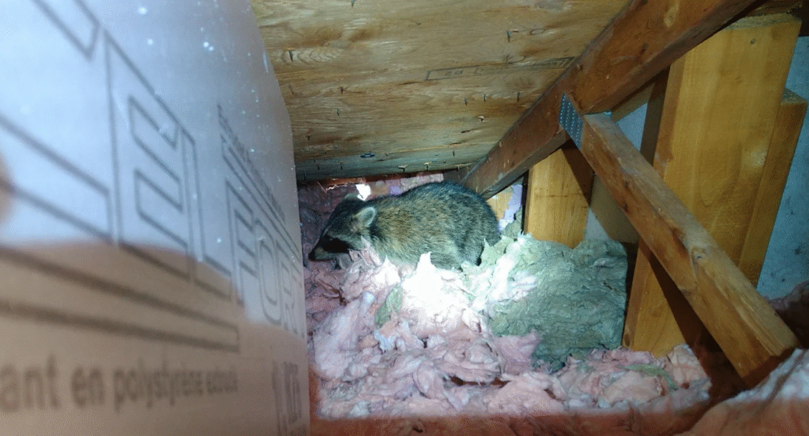 A large raccoon huddled in shredded pink fiberglass insulation inside a dark, cramped attic space between wooden roof trusses.