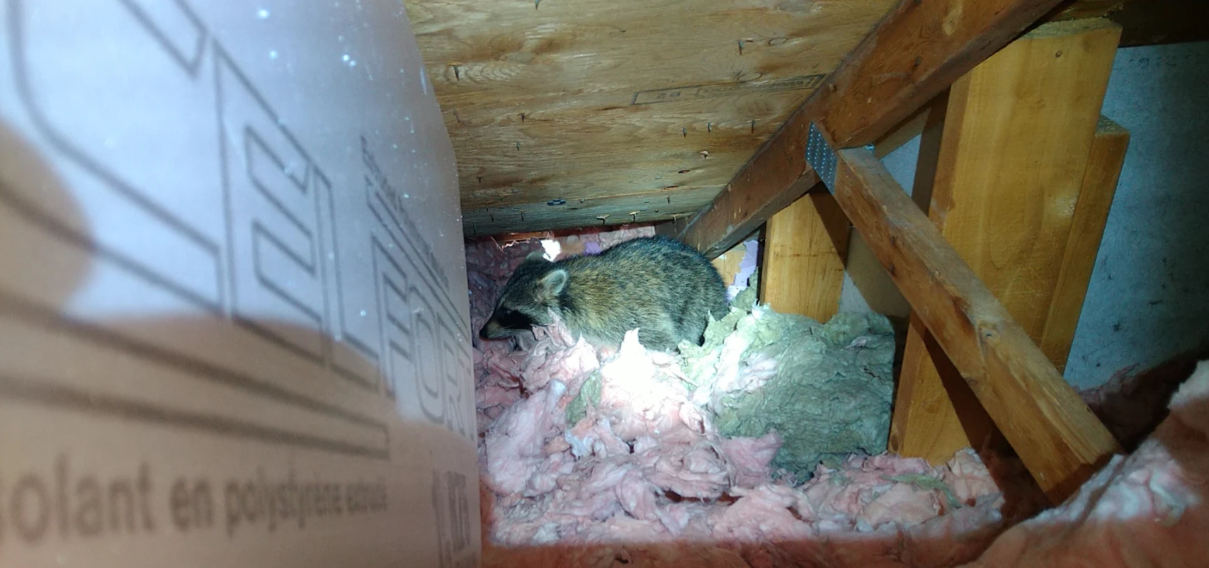A large raccoon huddled in shredded pink fiberglass insulation inside a dark, cramped attic space between wooden roof trusses.