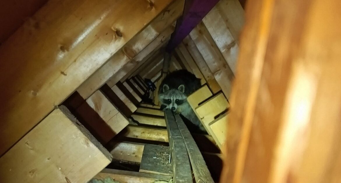 A raccoon peering down from wooden ceiling joists and rafters inside a dark, insulated attic space in Saint Paul.