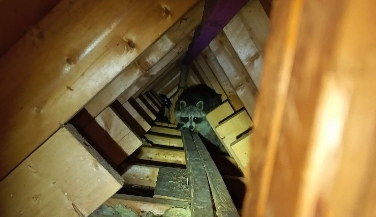 A raccoon peering down from wooden ceiling joists and rafters inside a dark, insulated attic space in Saint Paul.