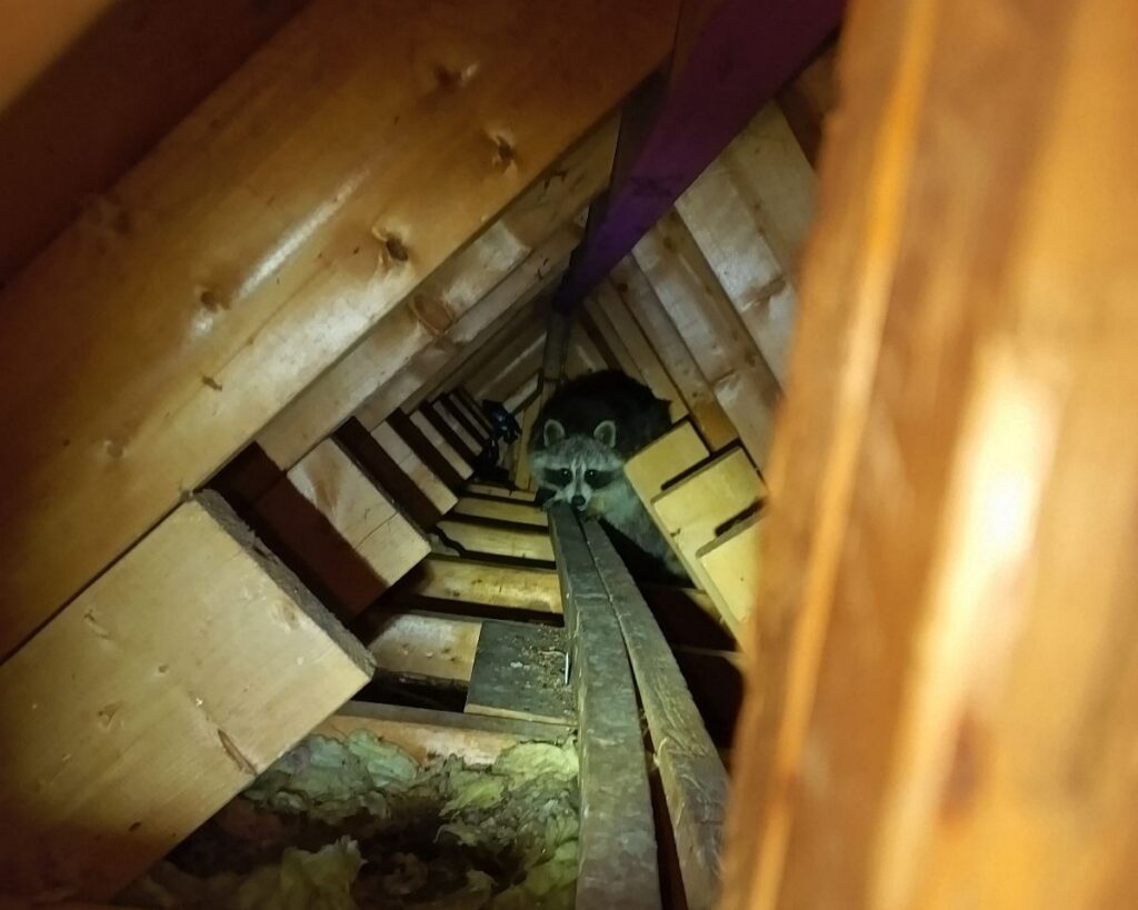 An adult raccoon peering over a wooden ceiling joist in a dark Marietta attic during a Skedaddle Humane Wildlife Control inspection.