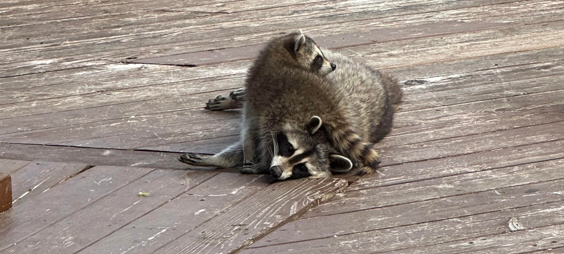 Two raccoons sitting on a wooden deck, illustrating potential wildlife issues that can arise during a home inspection.