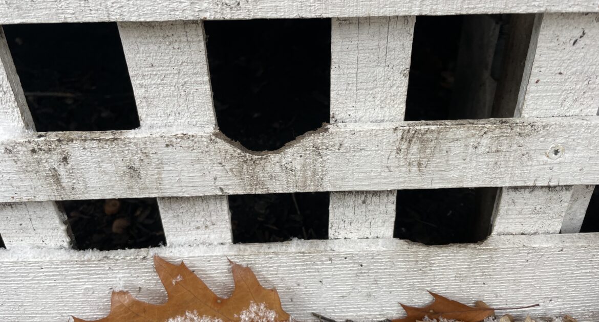 A close-up of a white wooden lattice with a large hole gnawed through it, surrounded by dry leaves and snow