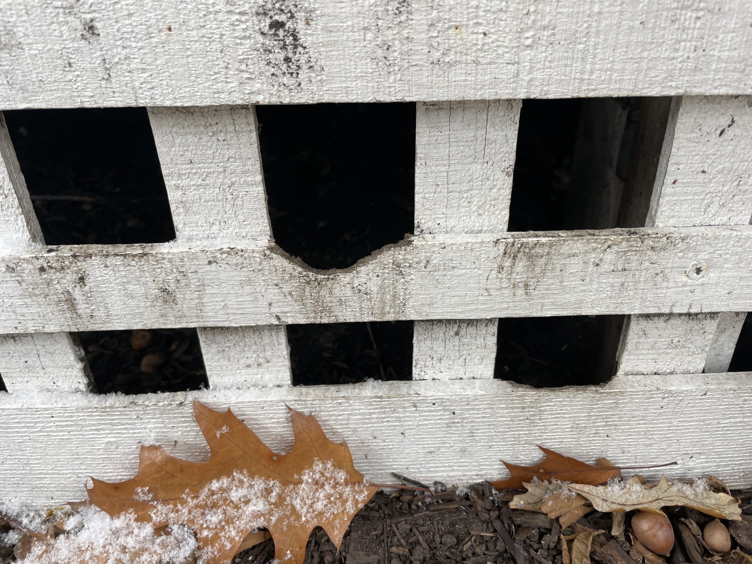 A close-up of a white wooden lattice with a large hole gnawed through it, surrounded by dry leaves and snow