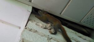 A reddish-brown squirrel clinging to a textured white wall while attempting to squeeze into a gap between a soffit and the building's exterior.