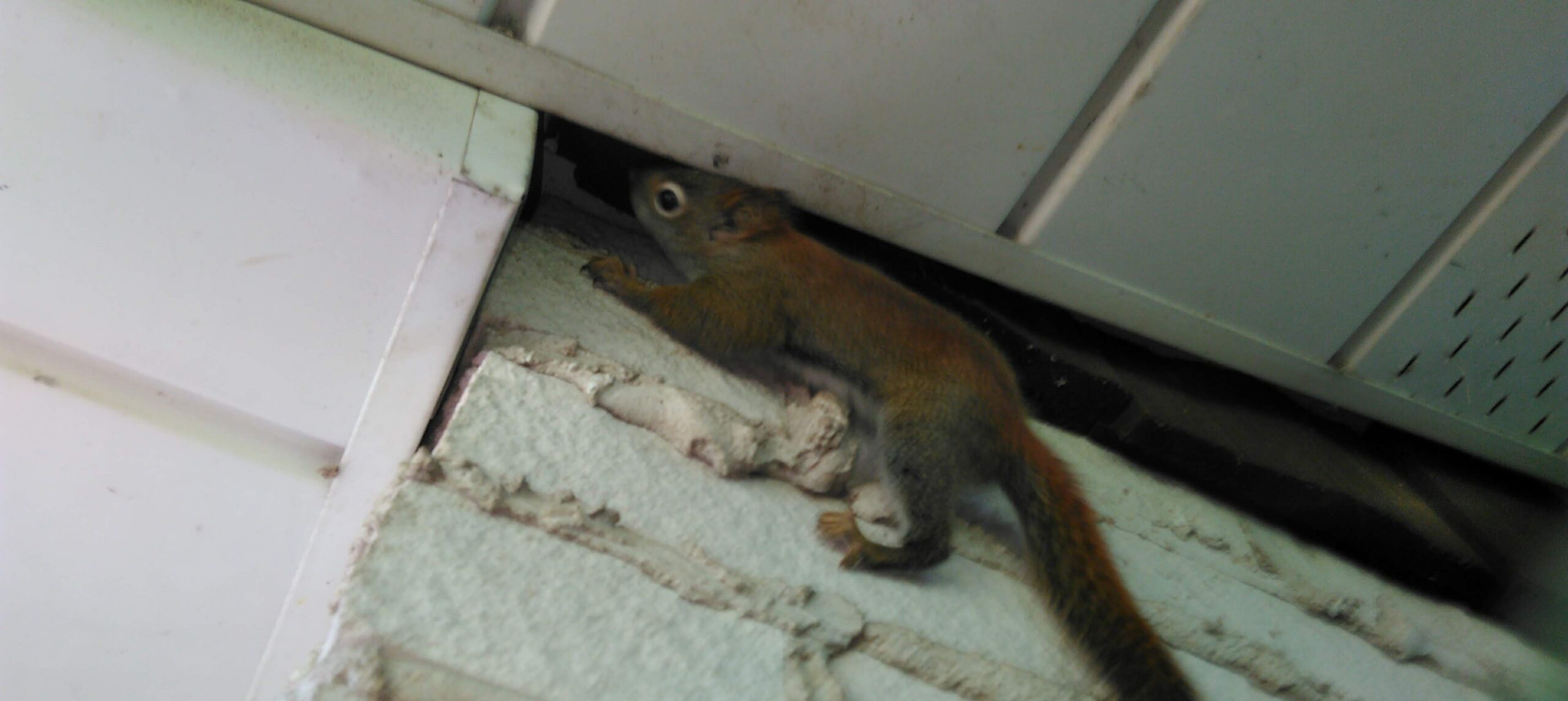 A reddish-brown squirrel clinging to a textured white wall while attempting to squeeze into a gap between a soffit and the building's exterior.