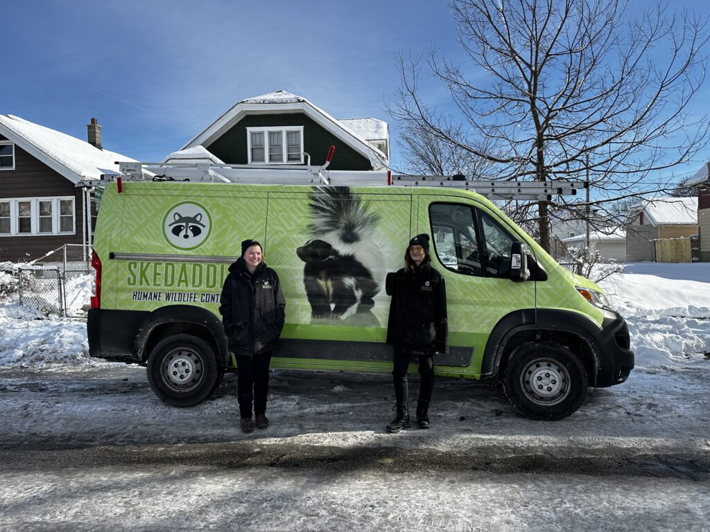 Reliable Winter Wildlife Services in Milwaukee Two Skedaddle technicians standing in the snow next to a bright green branded service van featuring a large skunk graphic.