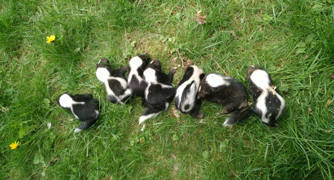 Seven baby skunks with black and white stripes huddled together in green grass.