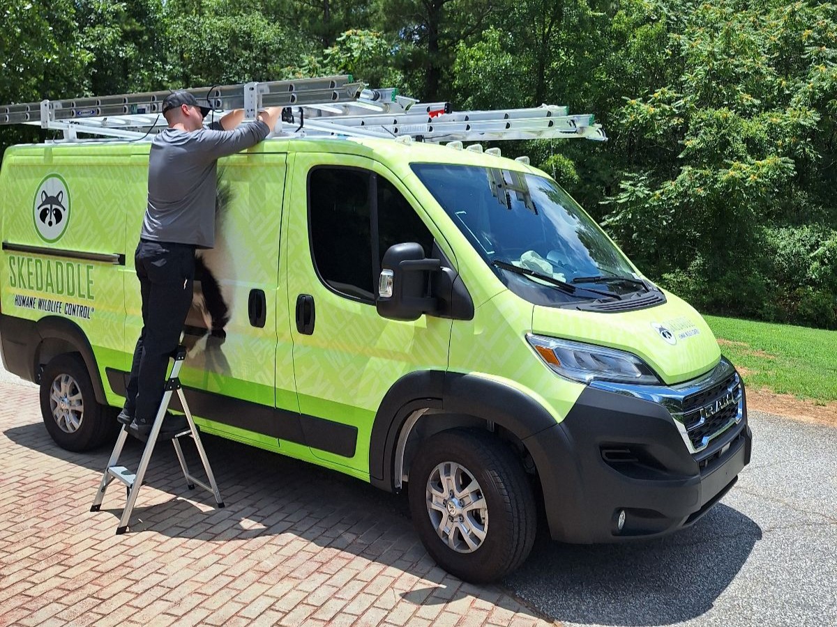 A Skedaddle Humane Wildlife Control technician standing on a step ladder next to a branded lime green service van, adjusting ladders on the roof rack.