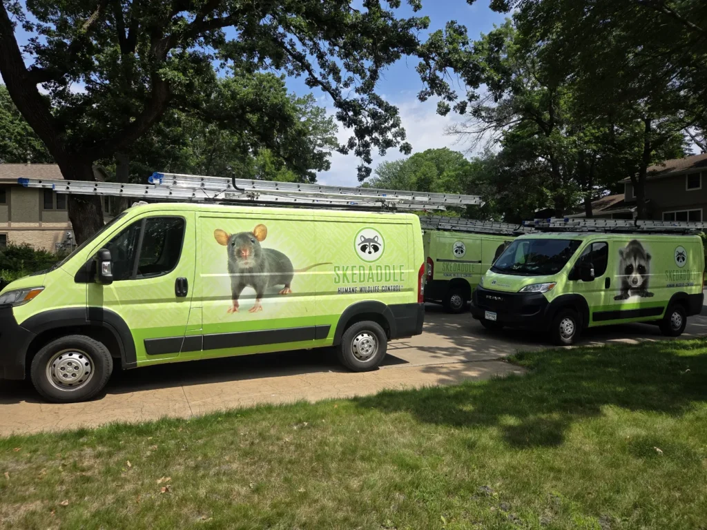 Three lime green Skedaddle Humane Wildlife Control service vans parked in a residential driveway in Minnesota, featuring large graphics of a mouse and a raccoon.