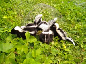 Three skunks in a grassy area with a piece of curved wire exclusion mesh in the background.