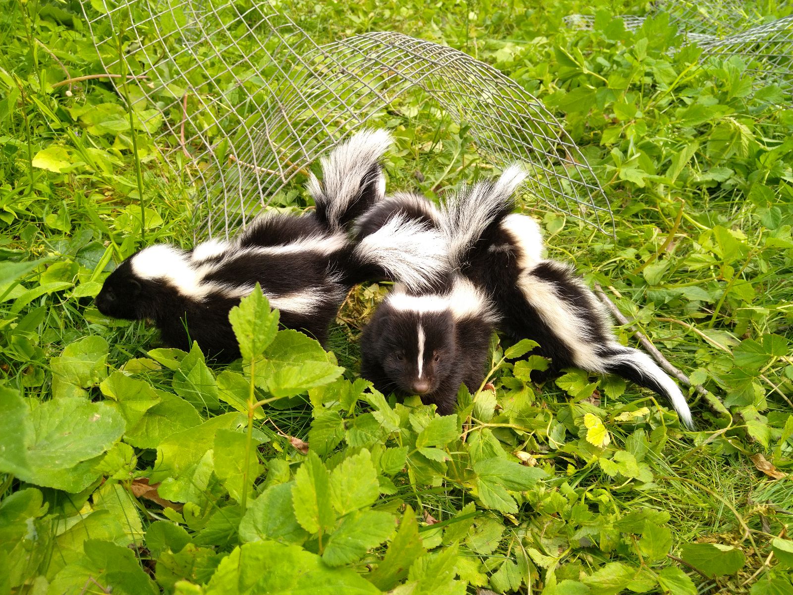 Three skunks in a grassy area with a piece of curved wire exclusion mesh in the background.