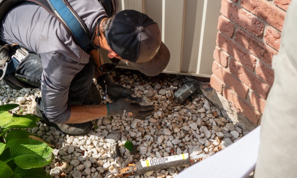 A Skedaddle technician installing a one-way door and applying wildlife exclusion sealant to a home's foundation.