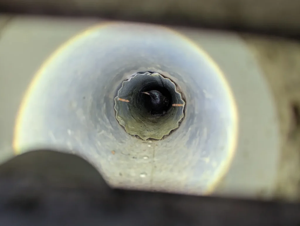 A close-up view down a narrow metal circular vent pipe where a small dark bird is visible at the very end, illuminated by a flashlight.