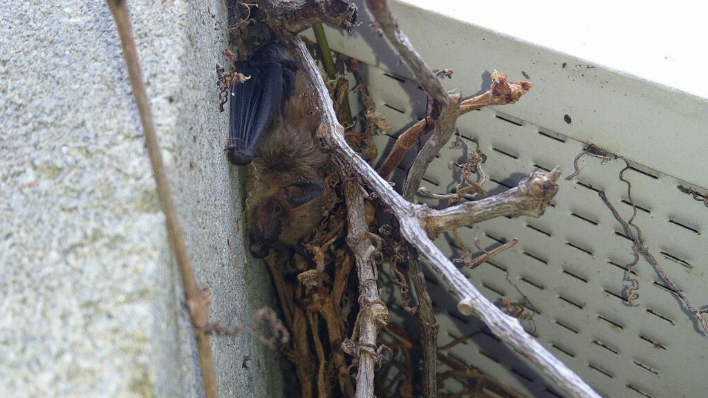 Small Brown Bat Roosting in Brick Wall Crevice A small brown bat tucked into a narrow horizontal gap between two bricks on an exterior wall, demonstrating how bats use tiny structural openings to roost.
