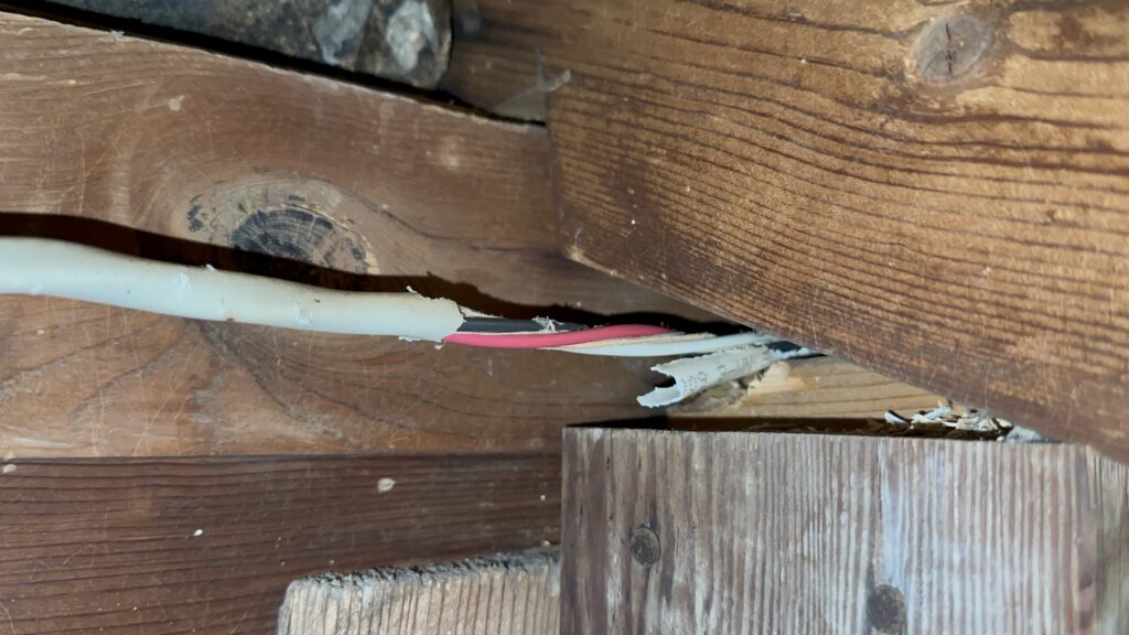 Close-up of a white electrical cable with the outer insulation chewed away by squirrels, exposing red and black internal wires against wooden attic joists.