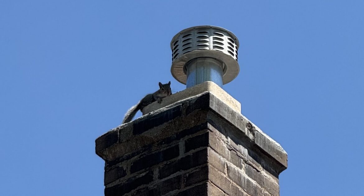 A small grey squirrel sitting on the concrete cap of a brick chimney next to a metal flue vent against a clear blue sky.
