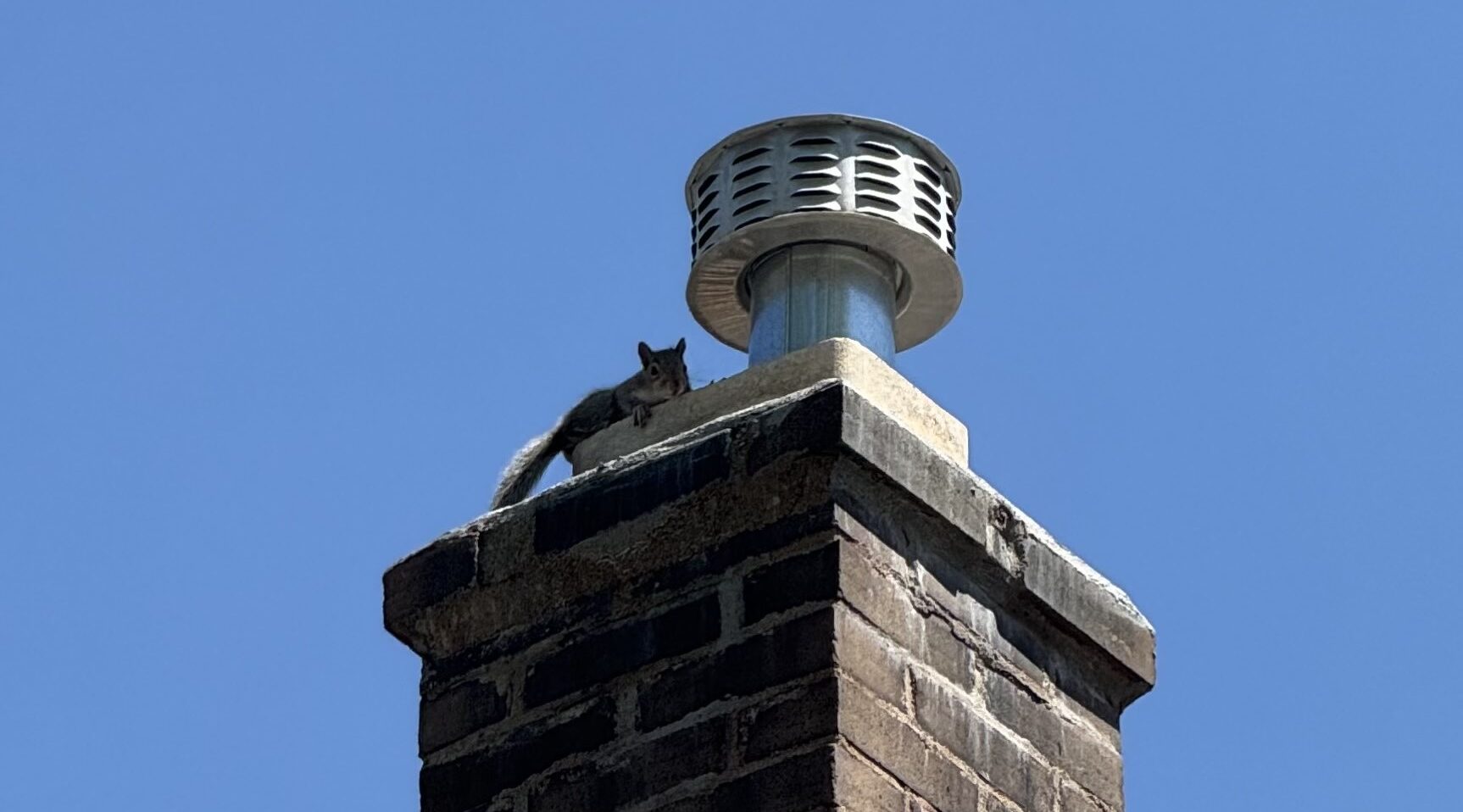 A small grey squirrel sitting on the concrete cap of a brick chimney next to a metal flue vent against a clear blue sky.