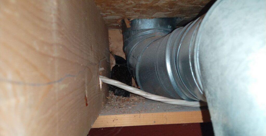 A dark-feathered bird, likely a starling, nesting in a tight space between a wooden ceiling joist and a silver metallic flexible duct.