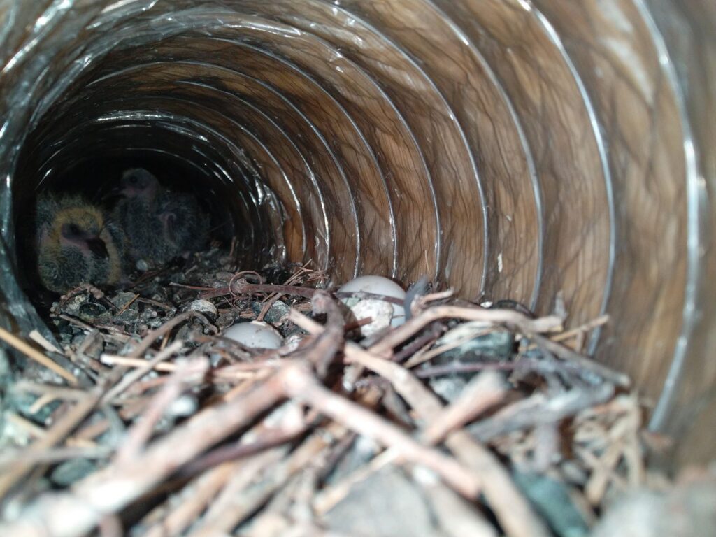 A close-up of a white plastic louvered wall vent on a brick house, partially opened to reveal a thick, messy bird's nest made of dried grass and straw inside the pipe.