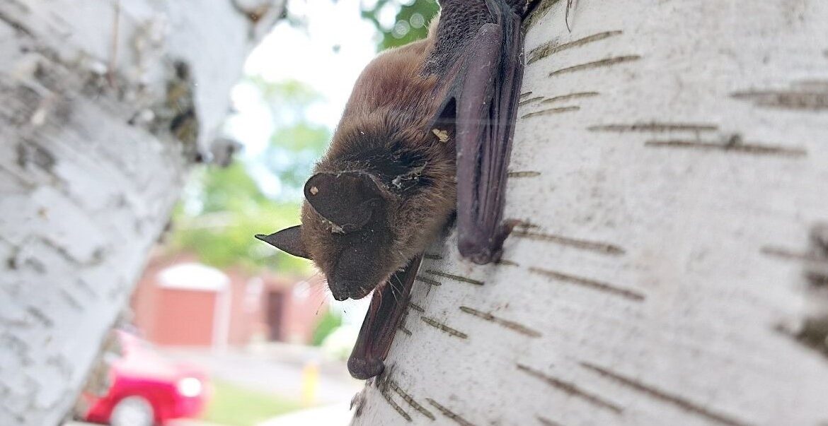 A small brown bat clinging vertically to the white bark of a birch tree in a residential neighborhood.