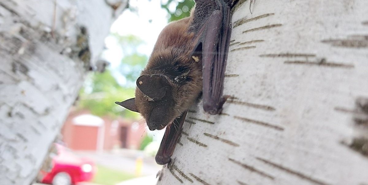 A small brown bat clinging vertically to the white bark of a birch tree in a residential neighborhood.