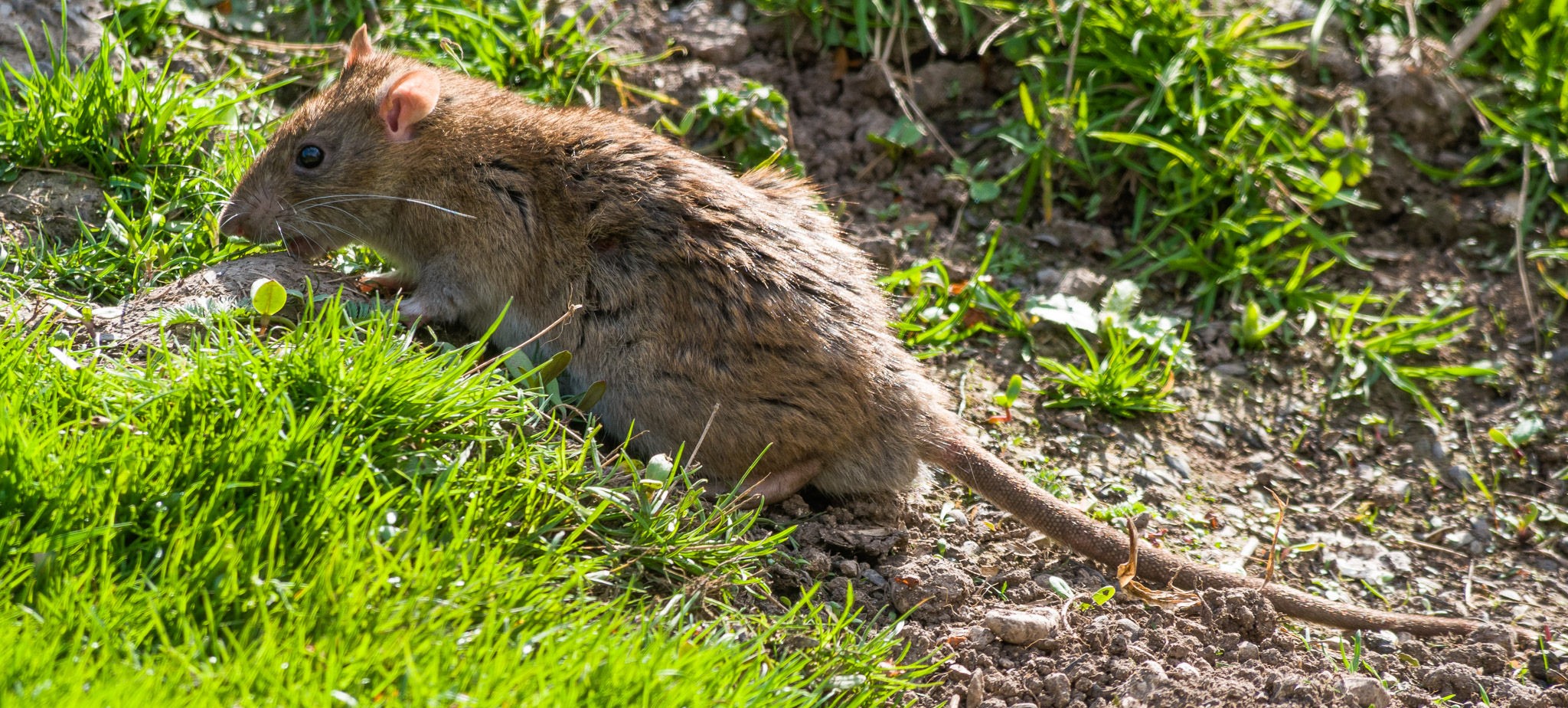 A large brown Norway rat foraging in the grass and dirt of a residential backyard.