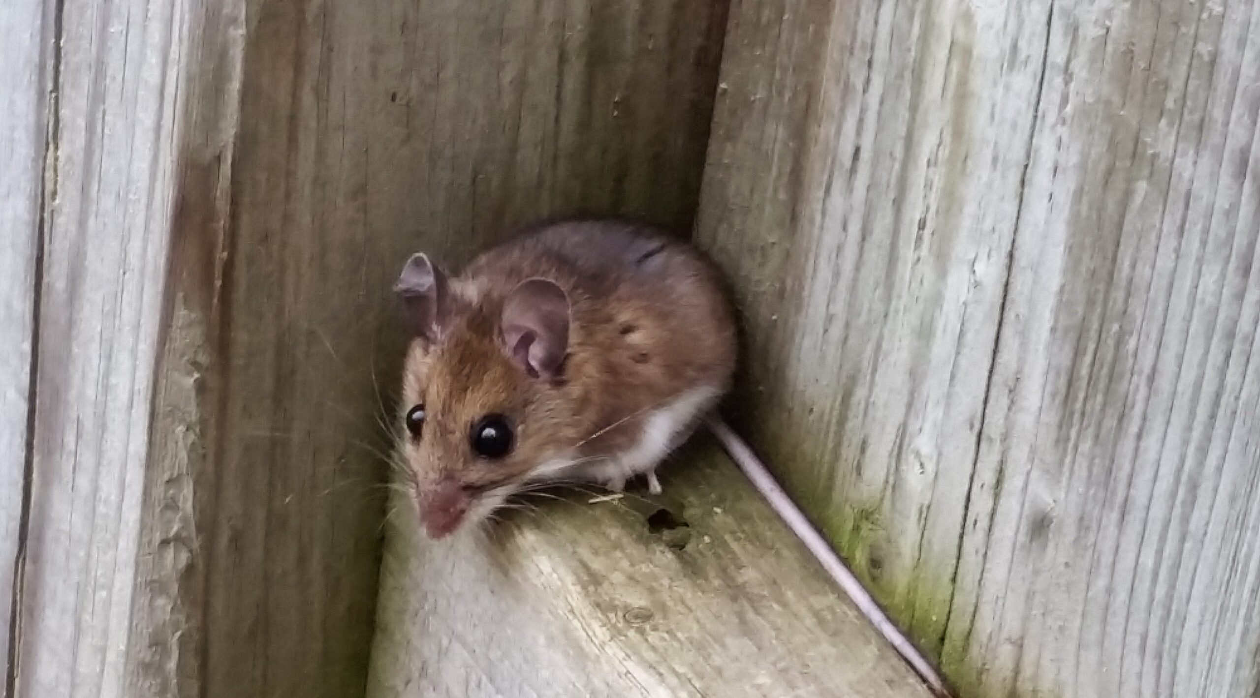 A small brown and white house mouse with large eyes and ears peering out from a corner of weathered wooden beams.