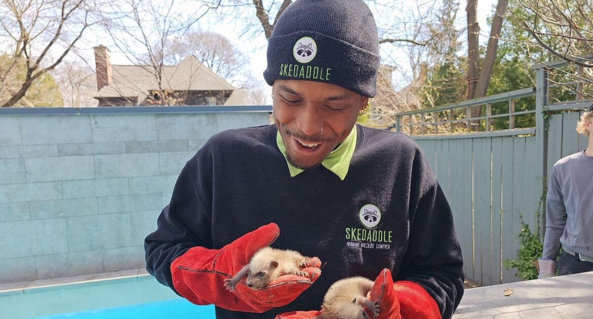 A Skedaddle technician wearing a branded beanie and protective red gloves, smiling while holding two small baby raccoon kits.