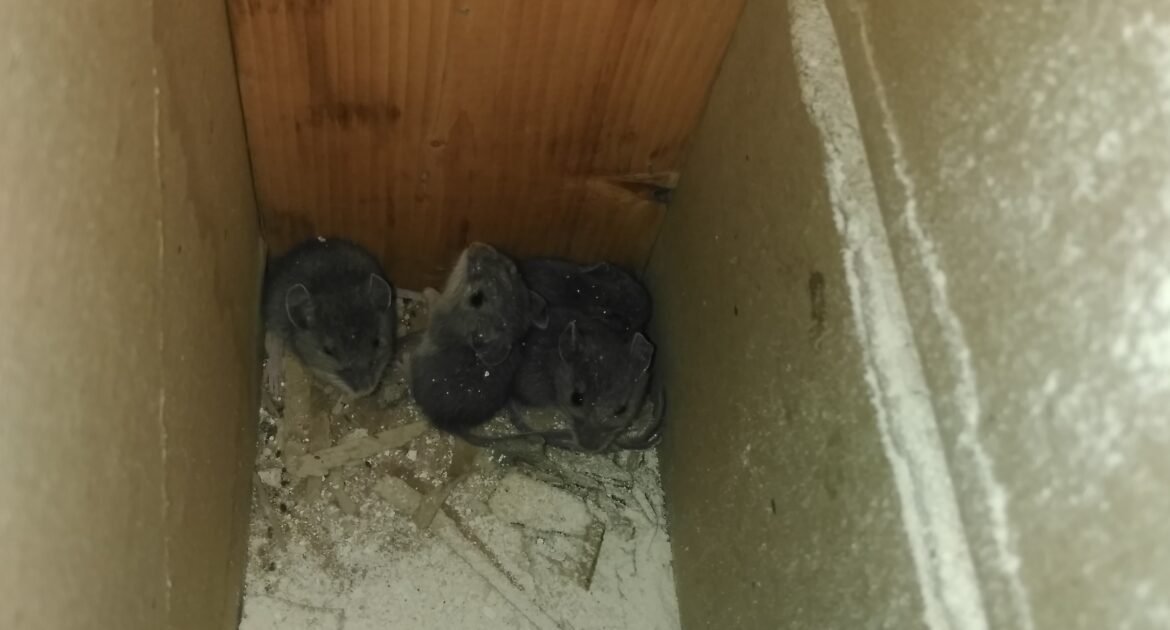 Several small grey mice huddling together in a dark, dusty corner of a wooden residential structure.