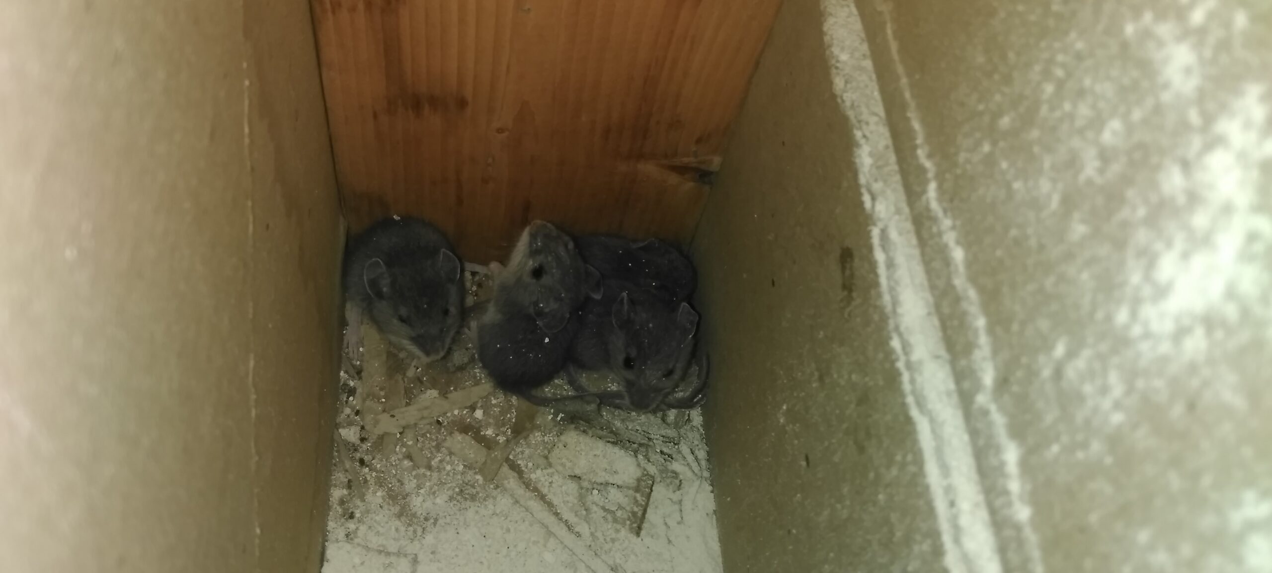 Several small grey mice huddling together in a dark, dusty corner of a wooden residential structure.