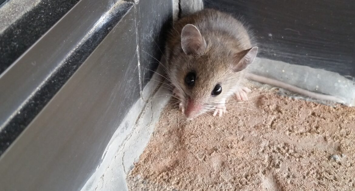 A close-up of a house mouse with large ears and dark eyes hiding in the corner of a commercial building.
