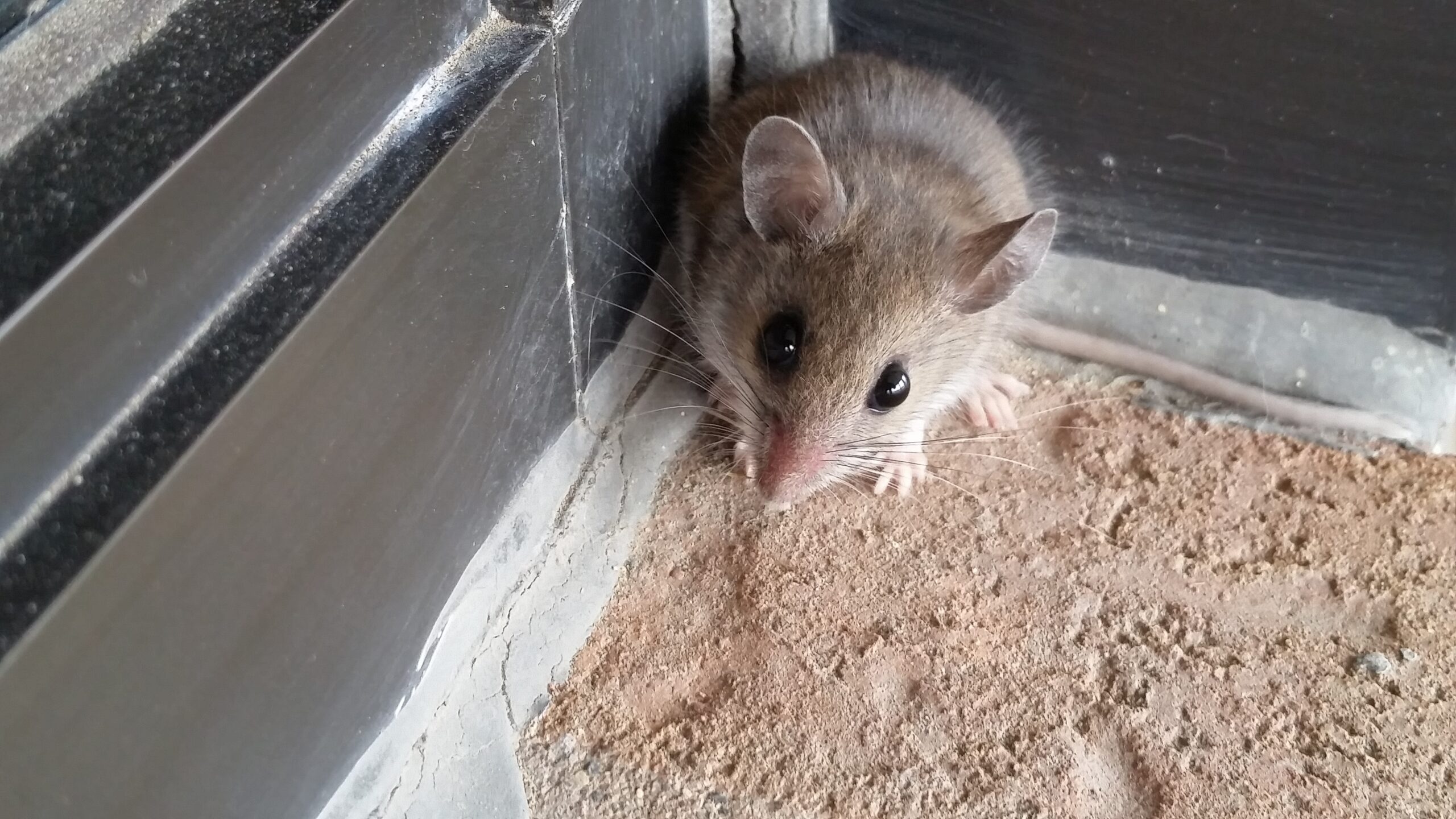 A close-up of a house mouse with large ears and dark eyes hiding in the corner of a commercial building.
