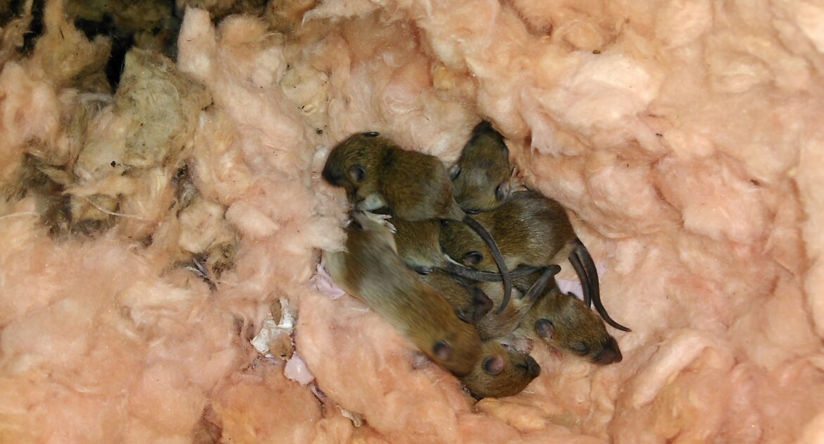 A group of small brown mice huddled together inside a tunnel made of pink fiberglass attic insulation.