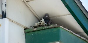 A pigeon sitting on a nest of dried leaves tucked into a green and white roof overhang.