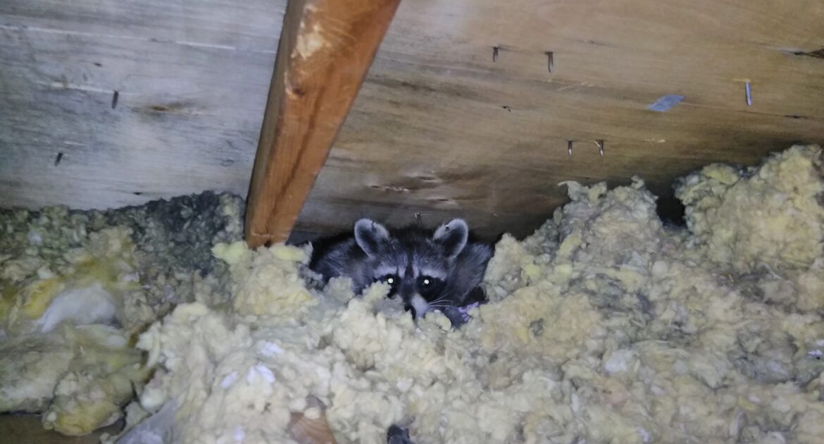 A raccoon with glowing eyes peeking out from a thick layer of yellow and grey attic insulation under a wooden roof.
