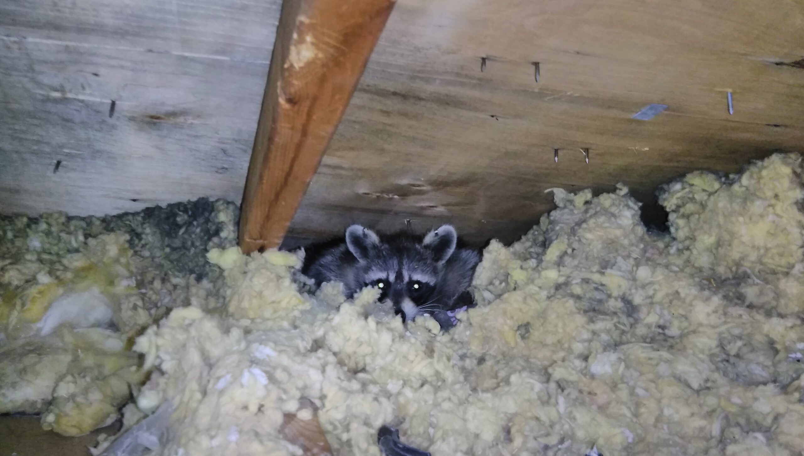A raccoon with glowing eyes peeking out from a thick layer of yellow and grey attic insulation under a wooden roof.