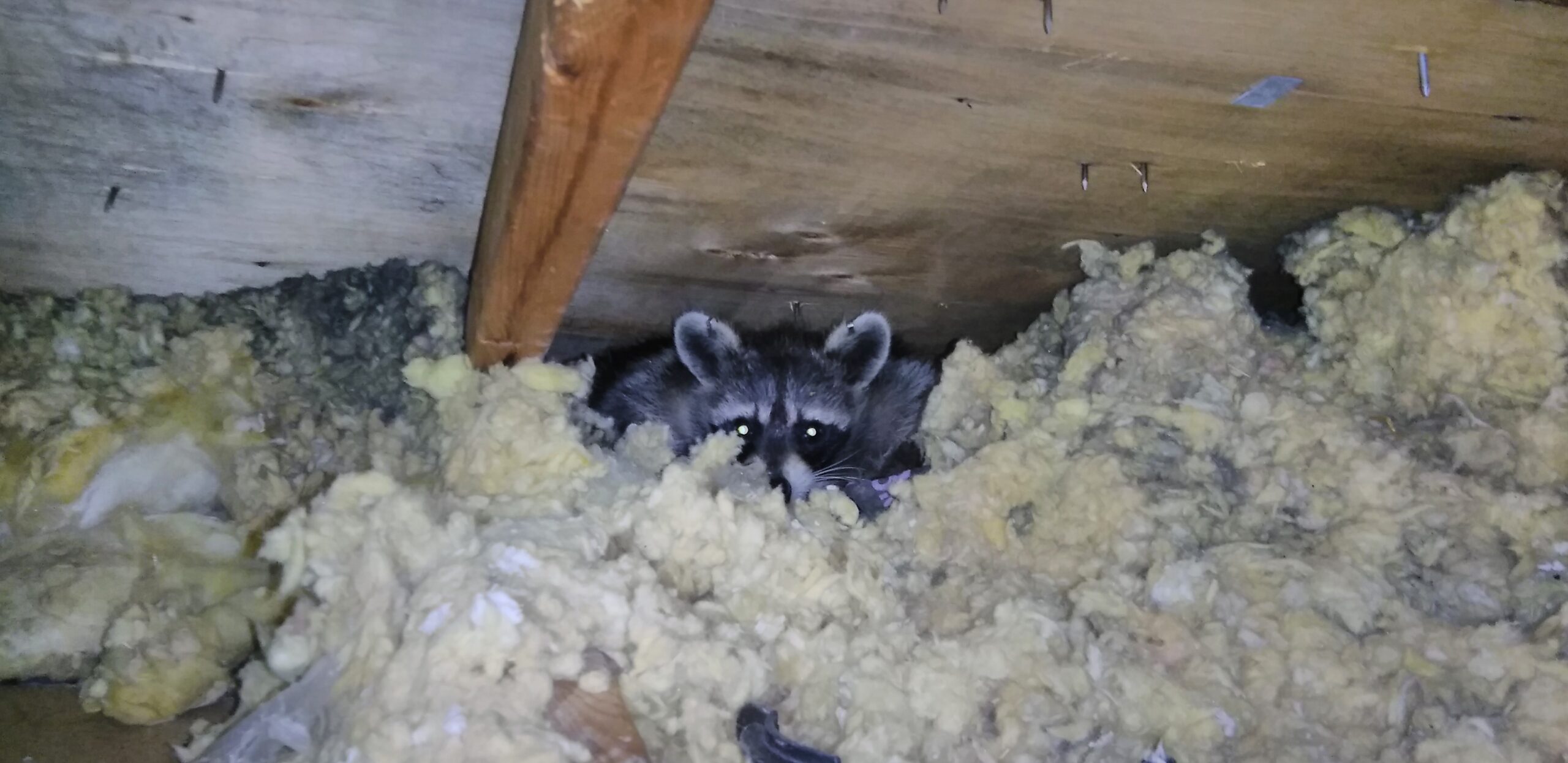 A raccoon with glowing eyes peeking out from a thick layer of yellow and grey blown-in insulation under wooden roof rafters.
