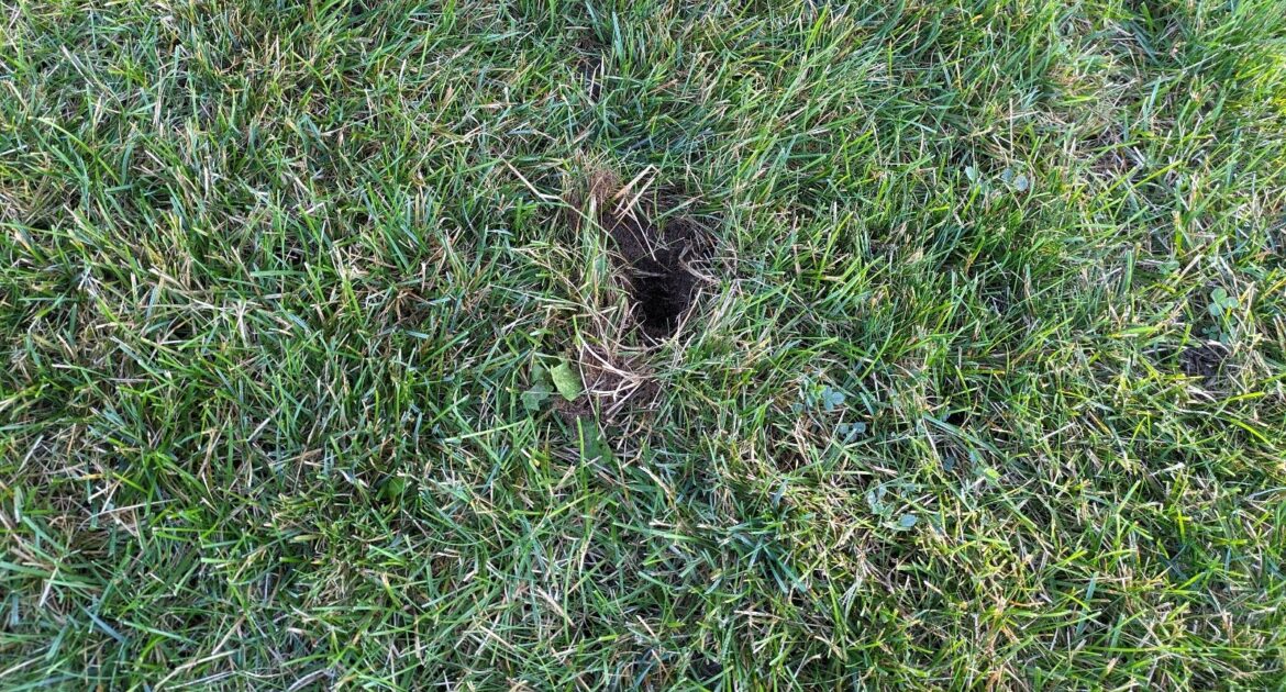 A small, dark hole freshly dug into a patch of green grass in a residential lawn.