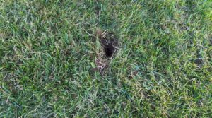 A small, dark hole freshly dug into a patch of green grass in a residential lawn.