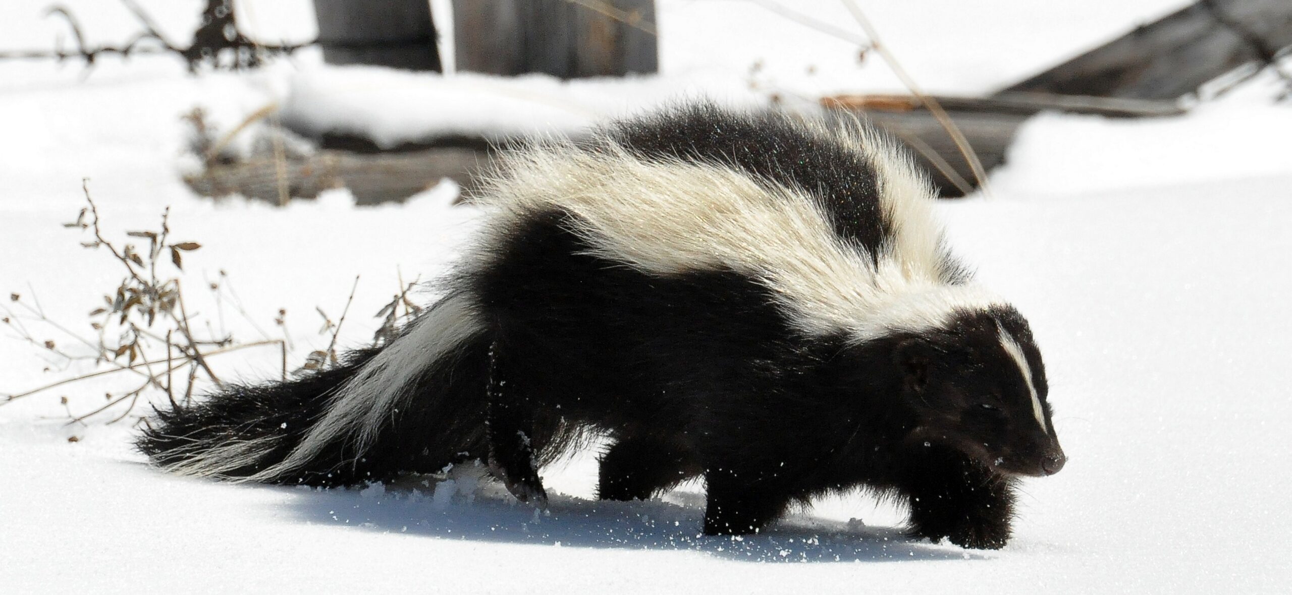 A black and white striped skunk walking through deep, powdery white snow in a residential area.