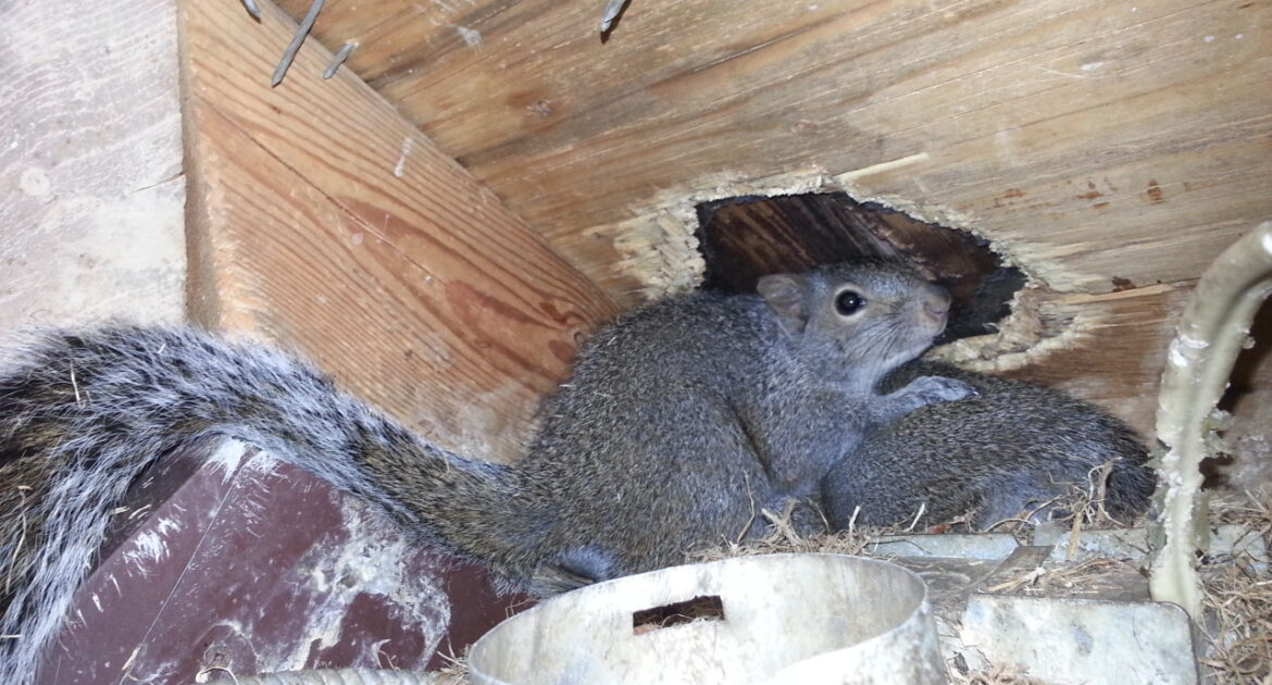A gray squirrel sitting inside a wooden attic or crawlspace next to a large chewed hole in the wood.