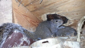 A gray squirrel sitting inside a wooden attic or crawlspace next to a large chewed hole in the wood.