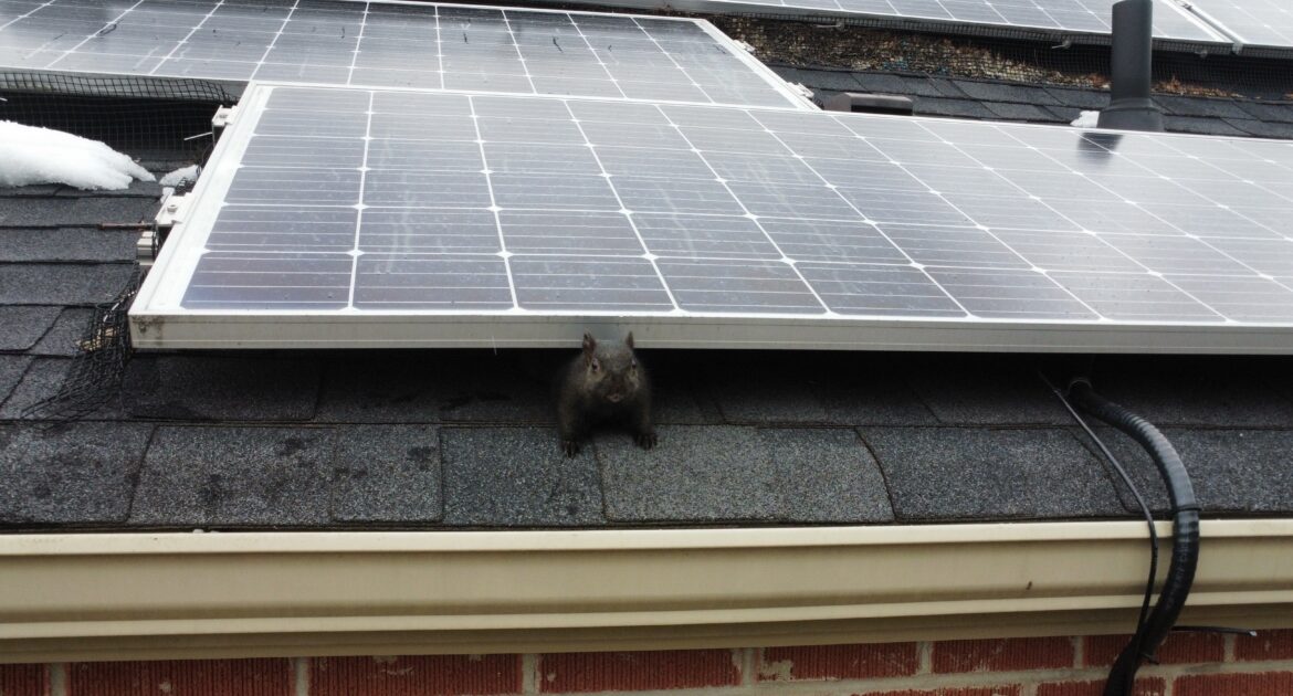 A dark-furred squirrel peering out from underneath a row of solar panels on a shingled roof with a patch of snow.